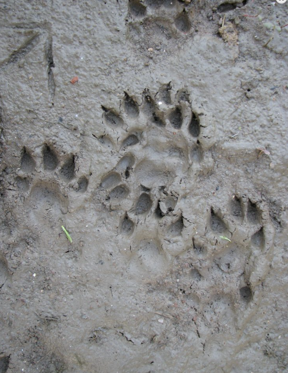 Cambridgeshire otter survey | Wildlife Trust for Beds Cambs & Northants